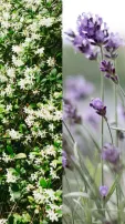 9 Aromatic Plants That Help To Reduce Stress, Anxiety 