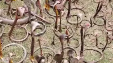 50 metal cobra idols found from Mahanadi River on Maha Shivratri 
