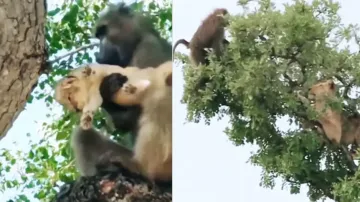 Baboon steals lion cub, watch how lioness punishes the kidnapper