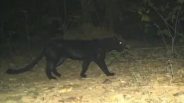 Black leopards surviving in Odisha: Official