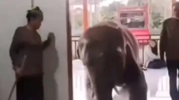 Viral video shows elephant visiting ailing human friend in hospital – Watch
