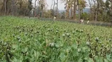 Odisha police destroy poppy plants worth over Rs 3 crore inside Similipal Tiger Reserve
