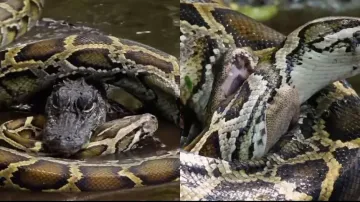 Python Vs Crocodile: Watch who wins the fierce battle and how