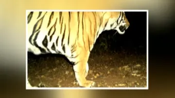 Tiger covers over 1000 km to establish new territory in Odisha 