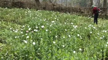 Opium Poppy Plantation In Similipal