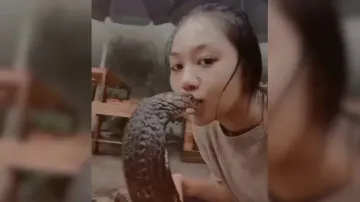 Kiss of death! Young girl passionately kisses King Cobra, netizens hail 'Toxic'; watch