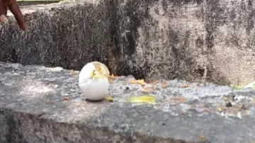 'Rotten eggs' given to students in mid-day meal in Jatni school