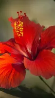 6 Delicious Ways To Consume Hibiscus Flower