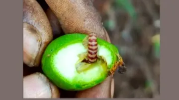 Red banded mango caterpillar menace shatters farmers' hope for bumper harvest 