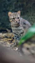 Know 7 Unique Characteristics Of The World’s Smallest Cat: Rusty-Spotted Cat