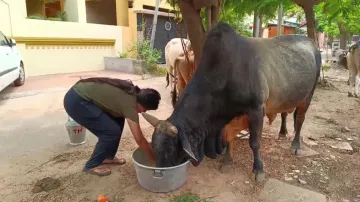 Provision of food and water for animals, birds