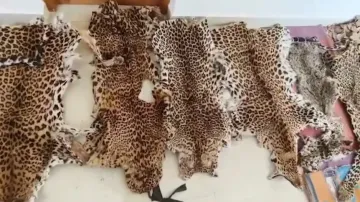 Wildlife smuggling kingpin identified, efforts on to nab him: Odisha Official 