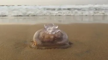 Jellyfish carcasses spotted on Puri beach, trigger concerns 