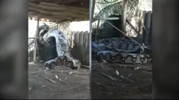 Giant python gets trapped in a rope after eating heavy meal; watch scary visuals