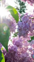 Witness Wonder As Earth Celebrates The Arrival Of Spring, See Pics