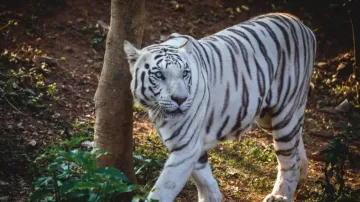 White tigress Sneha dies at Nandankanan Zoo in Odisha
