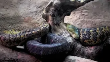 World's largest snake fossil discovered in Gujarat; named after mythological snake king associated w