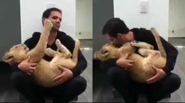 Lion cub gets pampered and kissed resting on man's lap, video winning hearts; watch