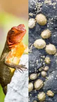 10 Animals That Live Around The Volcanoes
