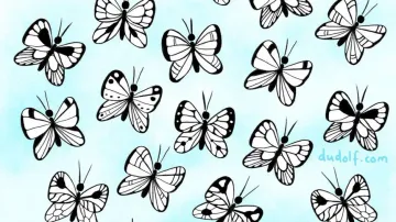 Spot the unique pattern butterfly in 30 seconds