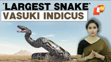 Vasuki Indicus: 47 Million Year Old Fossil Reported To Be The Longest Snake To Ever Exist