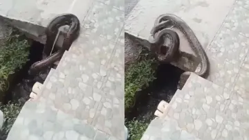 Scary! Huge python trapped in drainage line; watch viral video