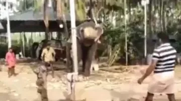 Elephant playing cricket