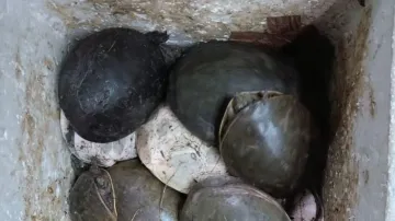 117 turtles rescued at Bhubaneswar station, 4 arrested for trafficking