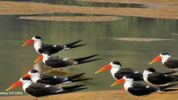 Endangered Indian Skimmers find sanctuary for breeding on Mahanadi riverbed