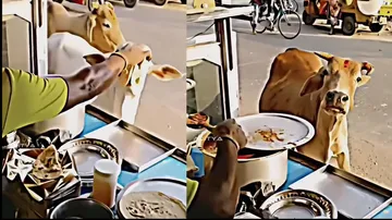 Woman running 'roadside food stall' winning internet by feeding rotis to cows; watch