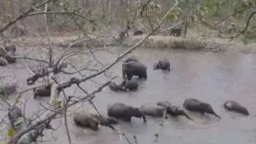 Elephants splashing in water to beat the heat in Odisha forest