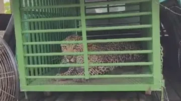 Leopard strays into city, rescued by Odisha Forest Dept