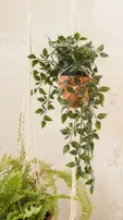 Top 7 Hanging Plants Perfect For Sandy Soil Environments
