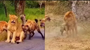 Lion comes to the rescue of helpless lioness attacked by a cackle of hyenas, watch