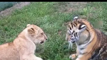 Lion Vs Tiger! Cutest ever battle is winning hearts; watch