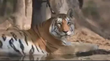 India's popular tigress 'Collarwali': Video of super mom's final moments resurfaces