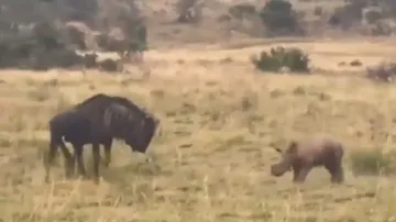 Cuteness overloaded! Baby Rhino charges Wildebeest playfully, runs back to mom after gnus retorts