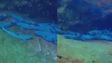 Diver records resting sharks underwater, what happens next will leave you surprised; watch