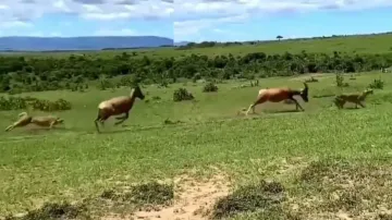 Mother's love: Deer saves newborn fawn from leopard risking its life; watch