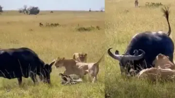 Wild Water Buffalo sacrifices life in an attempt to save its newborn offspring from a pride of lions
