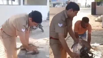 Cop 'pumps' life into a Monkey that fainted due to heatstroke! Act of kindness winning the internet;