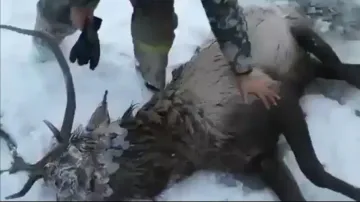 Frozen red deer rescued from ice lake and released into the wild, watch