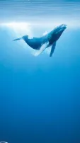 9 Top Movies About Ocean To Watch This World Ocean Day