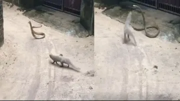 Snake Vs Mongoose: When iconic arch-rivals confront each other, watch who wins