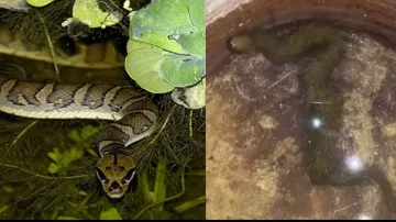 Puff-faced snake turns into 'dragon'! Video leaves netizens surprised, watch