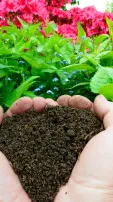8 Natural Fertilizers To Grow Your Plants Like Magic