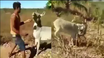 Karma hits back! Donkey avenges man for slapping brutally, netizens express satisfaction; watch