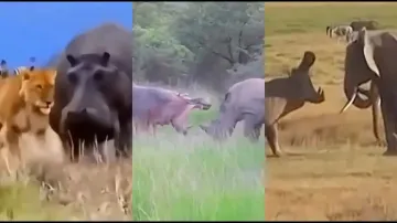 Hippopotamus vs. Lion, Elephant, Rhinoceros and others; watch who wins