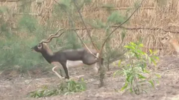 Blackbucks released into Balukhand Wildlife Sanctuary