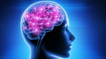 Brain neurons